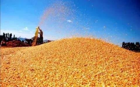統計局:2020年糧食生產再獲豐收