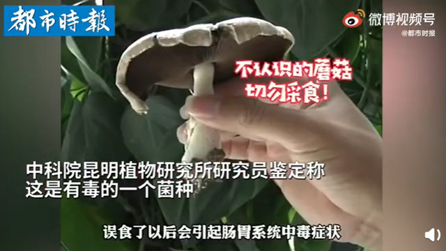 昆明一辦公室內竟長出有毒蘑菇 昆明一辦公室內竟長出有毒蘑菇
